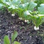 Die ausgedünnten Mairübchen am 18.Juni