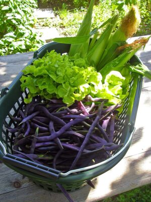Zuckermais, Bohnen und grüner Salat