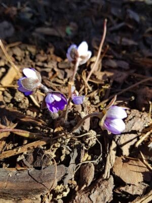 Leberblümchen mit violetten Blüten am laubigen Waldboden im Frühling