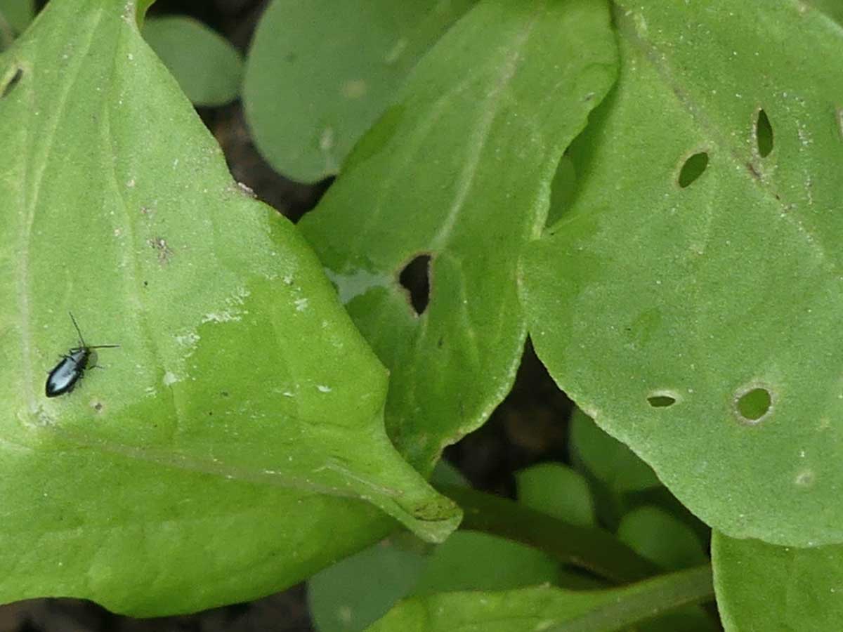 Erdflhe bekmpfen gegen Lcher an Radieschen und Rucola