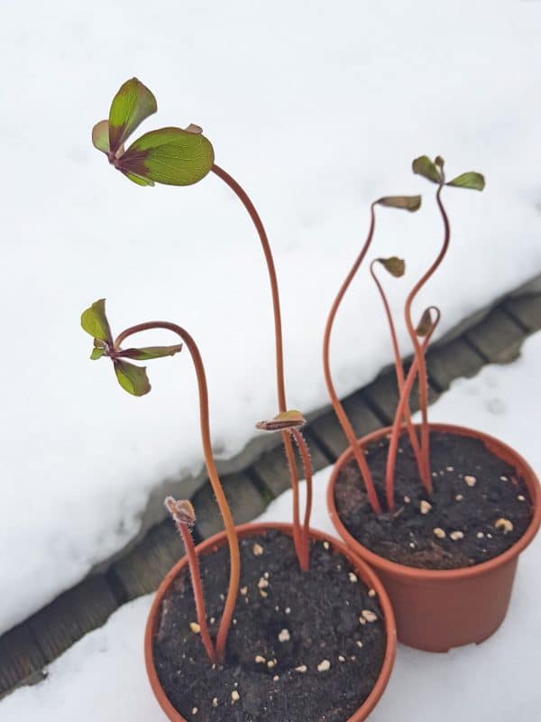 Glückskleetriebe in Blumentopf