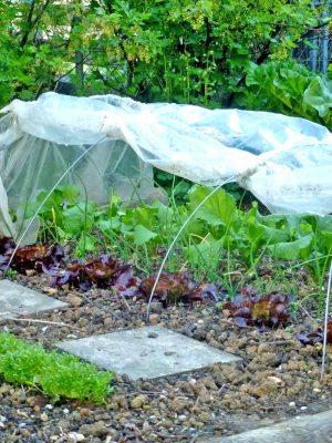 Rettiche wachsen zwischen Salat und Zwiebeln unter dem Folientunnel