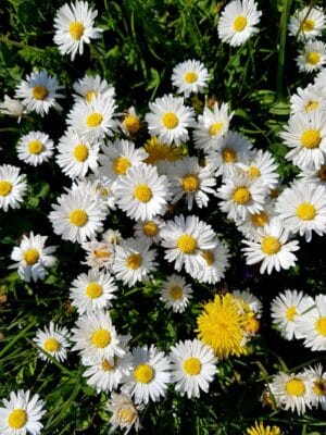 Weiße Gänseblümchen mit gelber Mitte auf einer Frühlingswiese zwischen Gräsern und Löwenzahn.