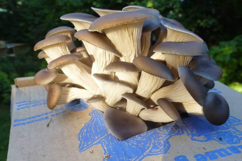 Braune Austerpilze wachsen aus dem Pilzpaket