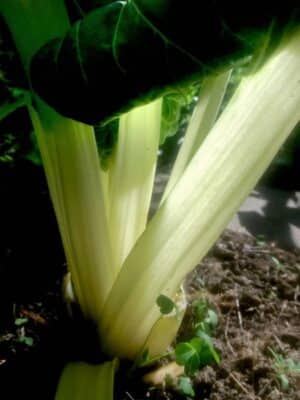 Weißer Stielmangold mit kräftigen Blattstielen wächst im Gartenbeet.