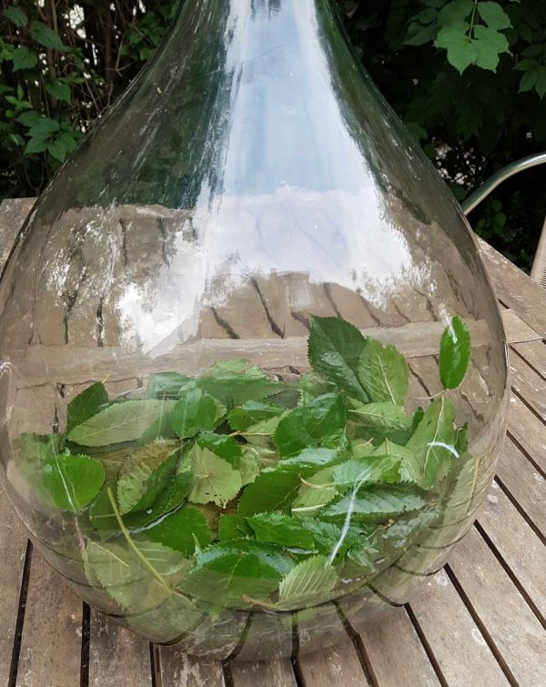 Glasballon mir Zutaten für Kirsch Aperitif