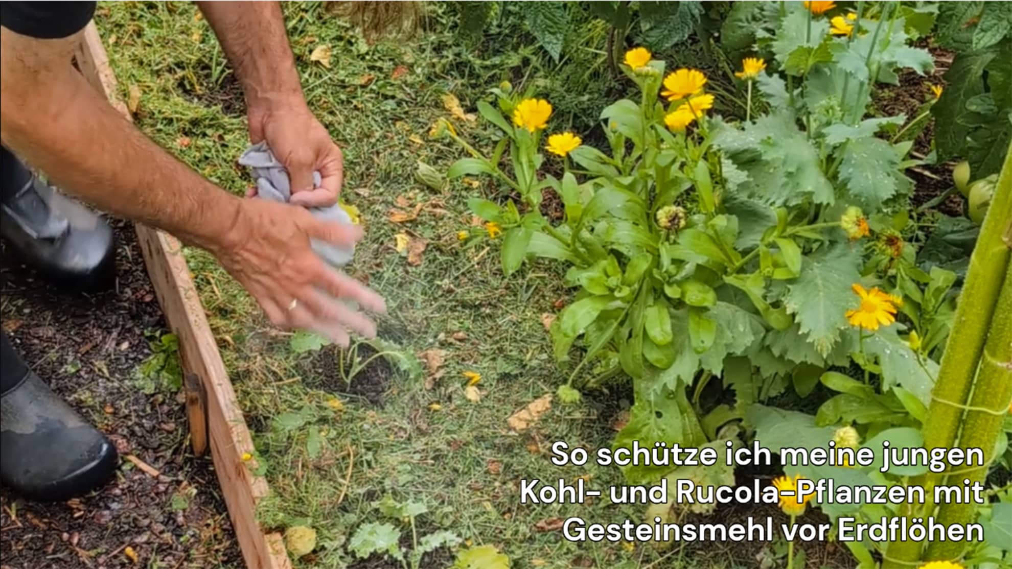 Gesteinsmehl gegen Erdflhe  Anwendung mit dem Socken-Trick