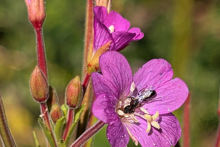 Wildbiene auf einer violett blühenden Pflanze im Garten. Foto © Johann Seidl, Freisinger Gartenblog