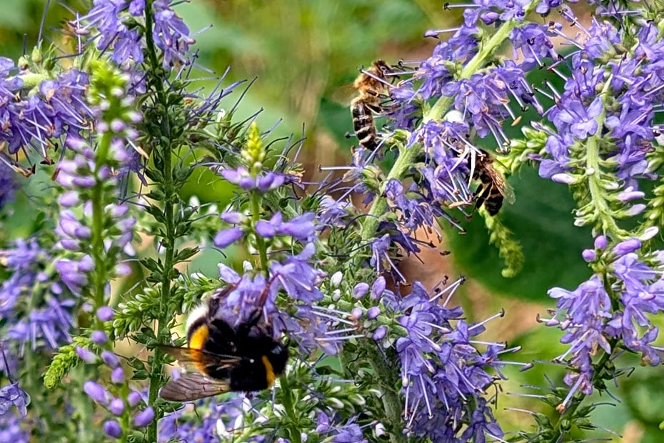 Erdhummel und Bienen besuchen die Blüten des Langblättrigen Ehrenpreises